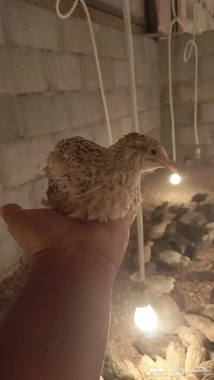 سمان للبيع 0