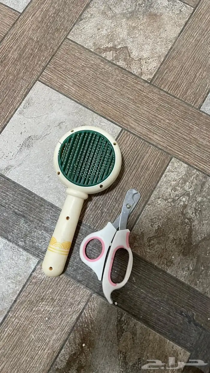 قطة سيامي هملايا للبيع 7