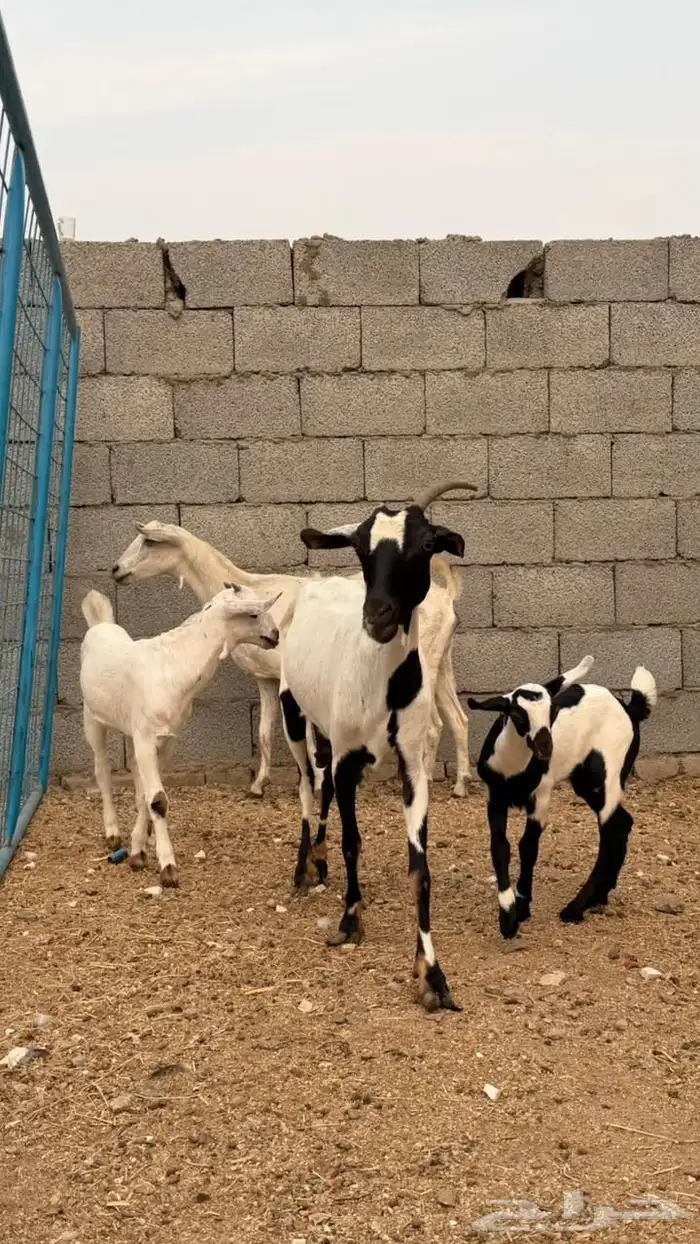 معزا بعيالها 1