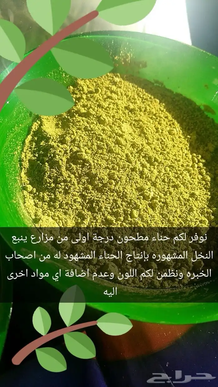 حناء وسدر ينبع النخل 1