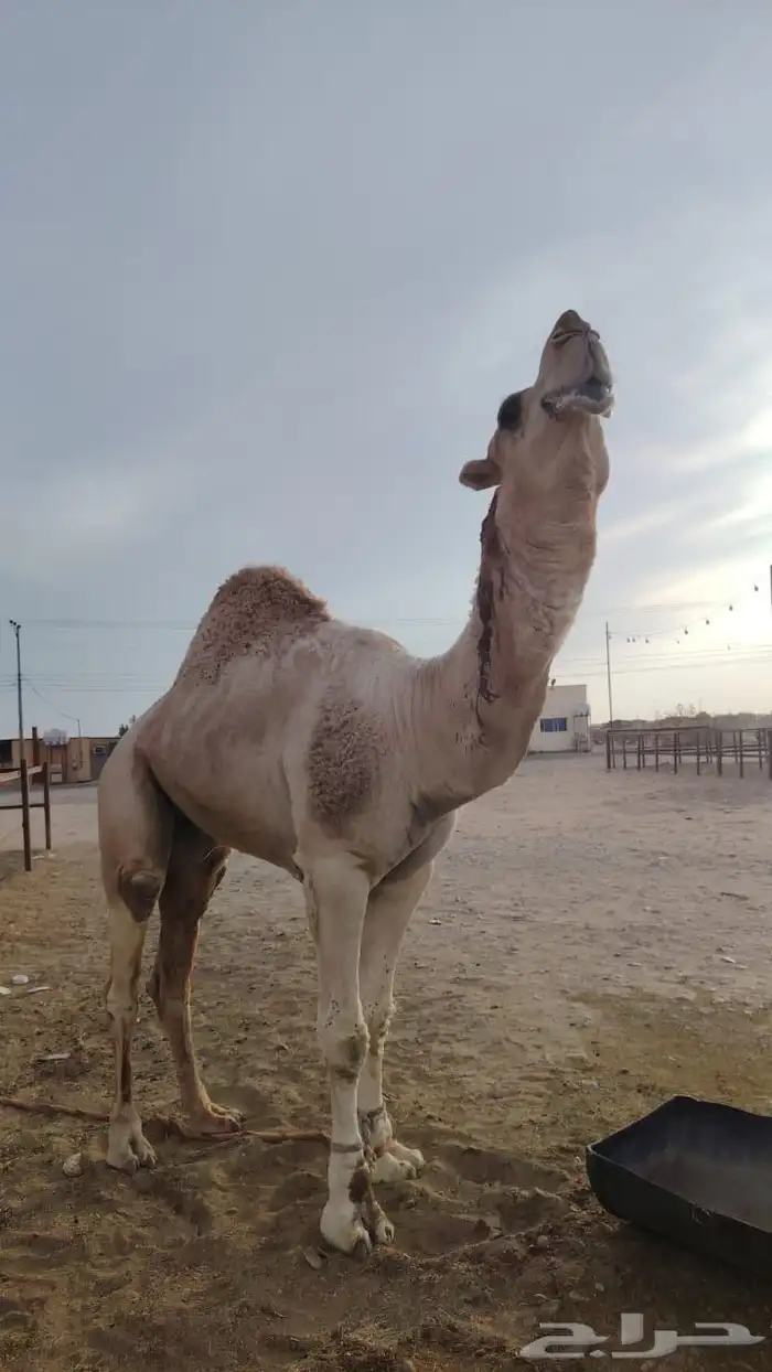 فحل اشقح منتج 3