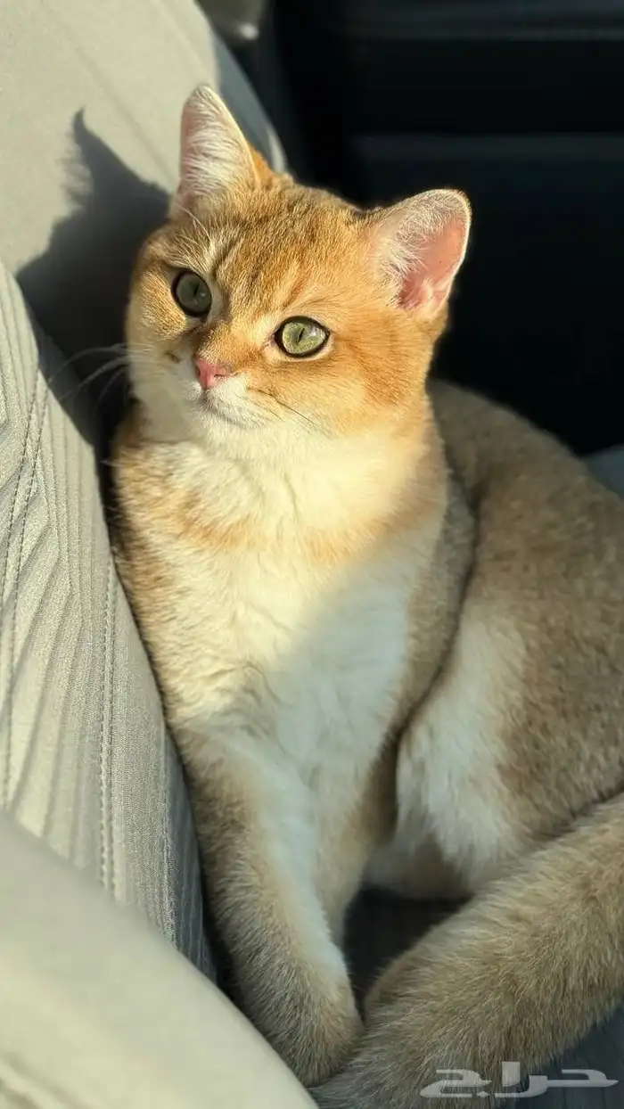 قط  سكوتش فولد للبيع مستعجل 10