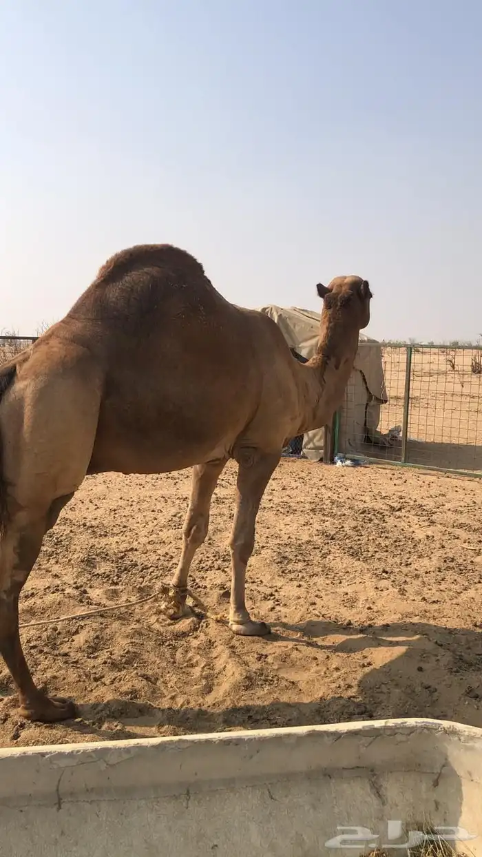 بعير فحل ع كافه الشروط اقراء التفاصيل 4