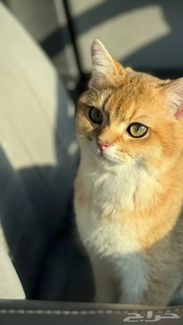 قط  سكوتش فولد للبيع مستعجل 4