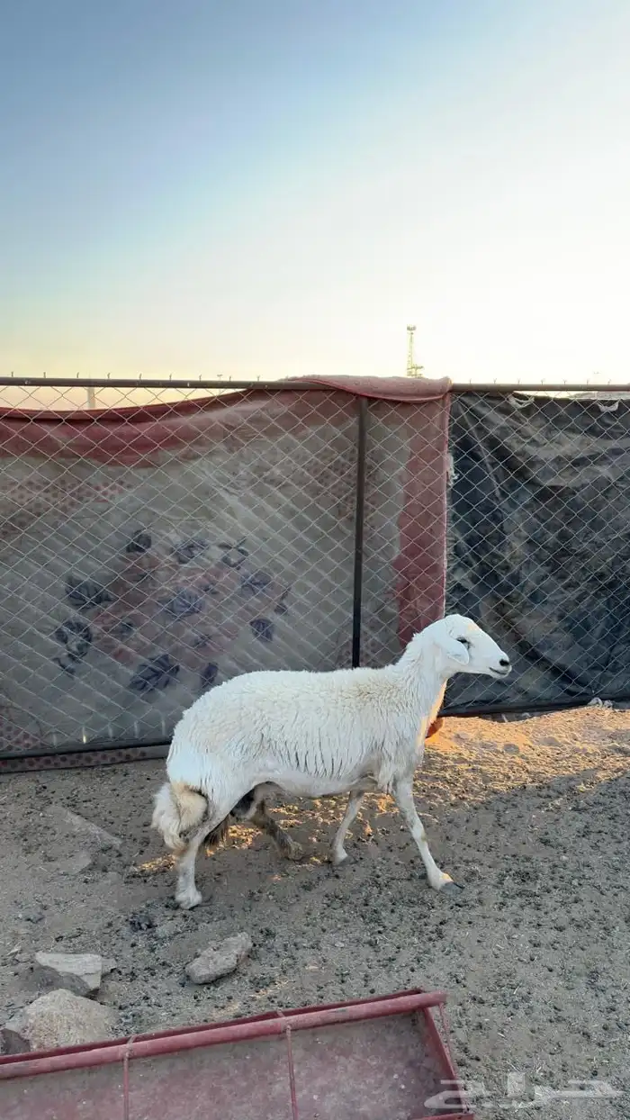 شاة حرشا حايل السن سديس 2