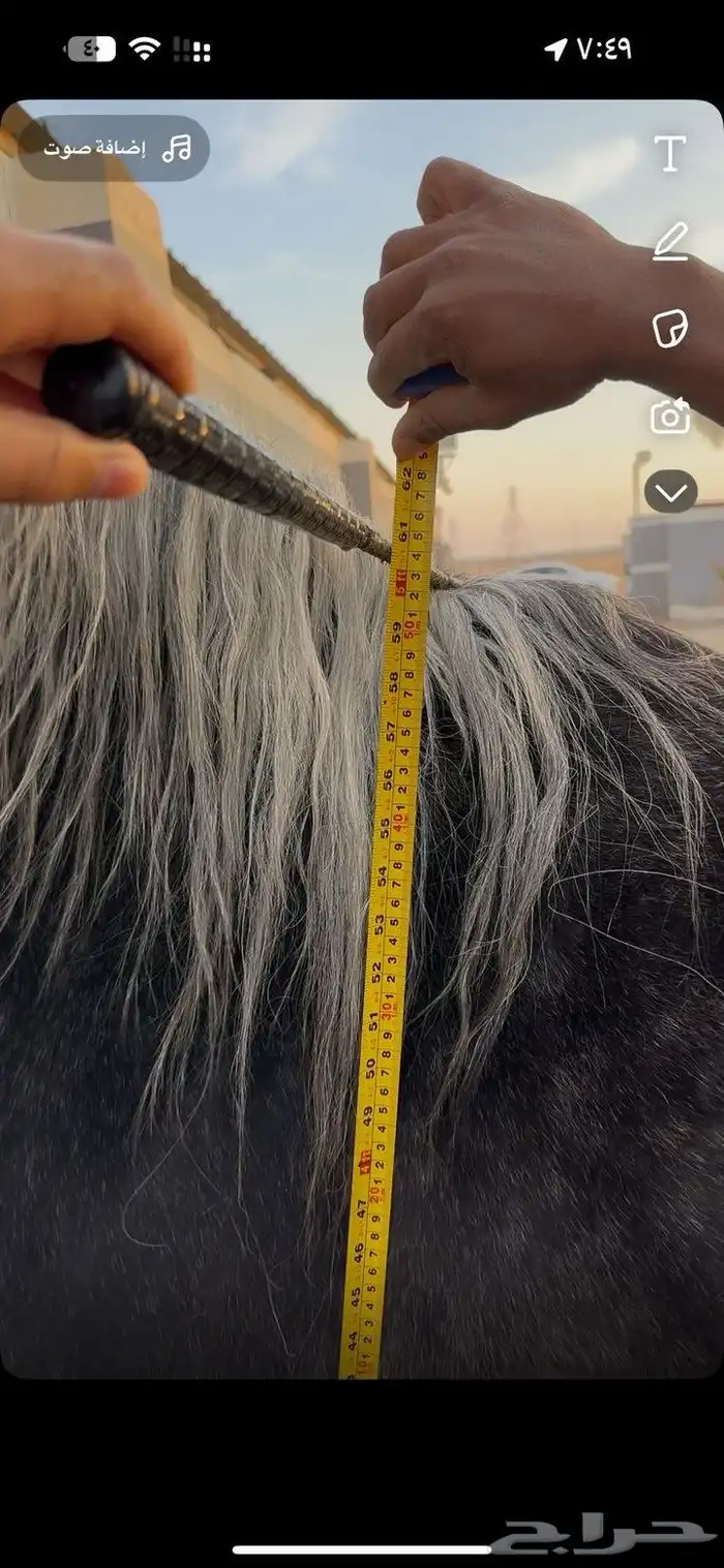 حصان طيب بي الحيل 2