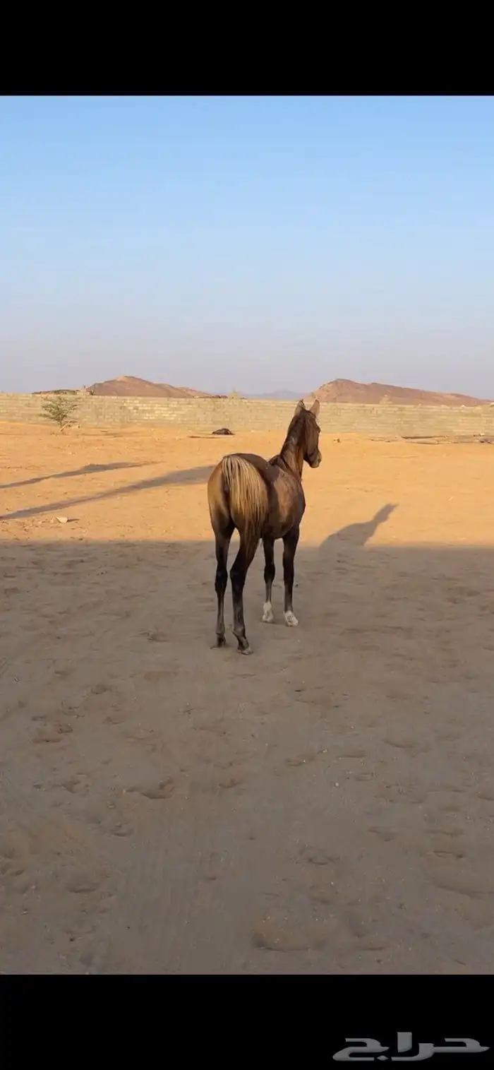 مهره شعبيه كفوو 1