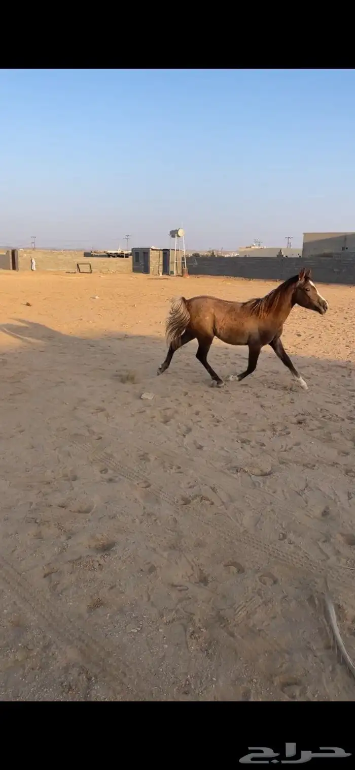 مهره شعبيه كفوو 0