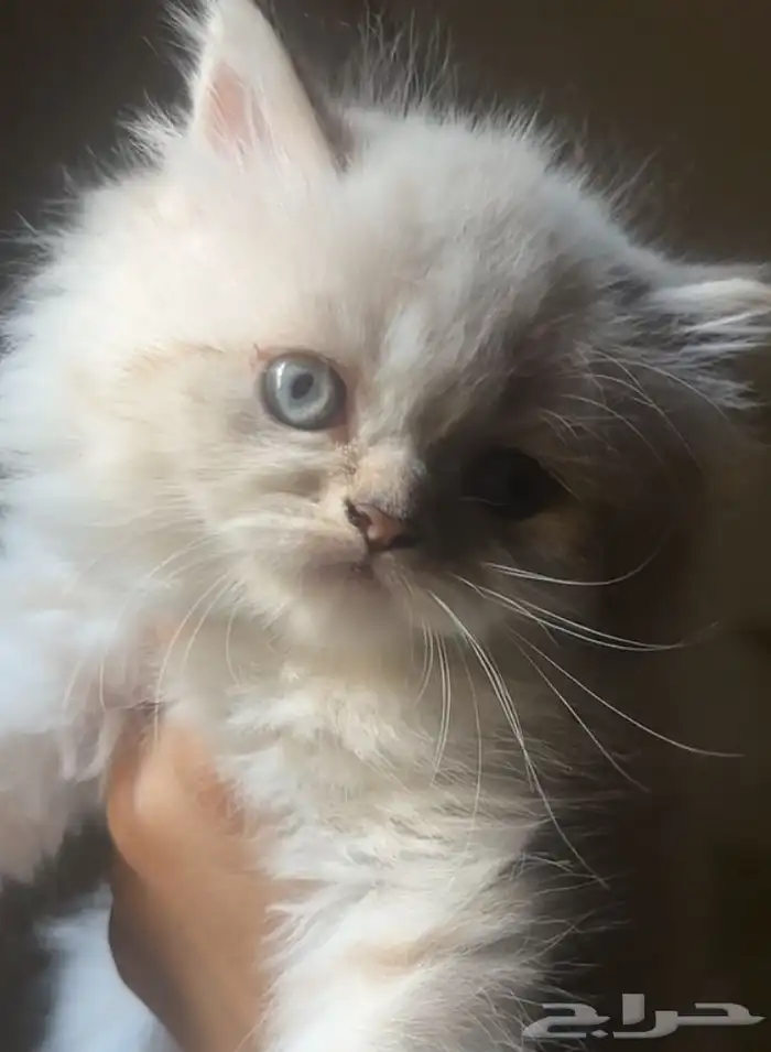 قطة كيتن مهجنه سكوتش ستريت هملايا هاف بيكي فيس شهر ونص 0