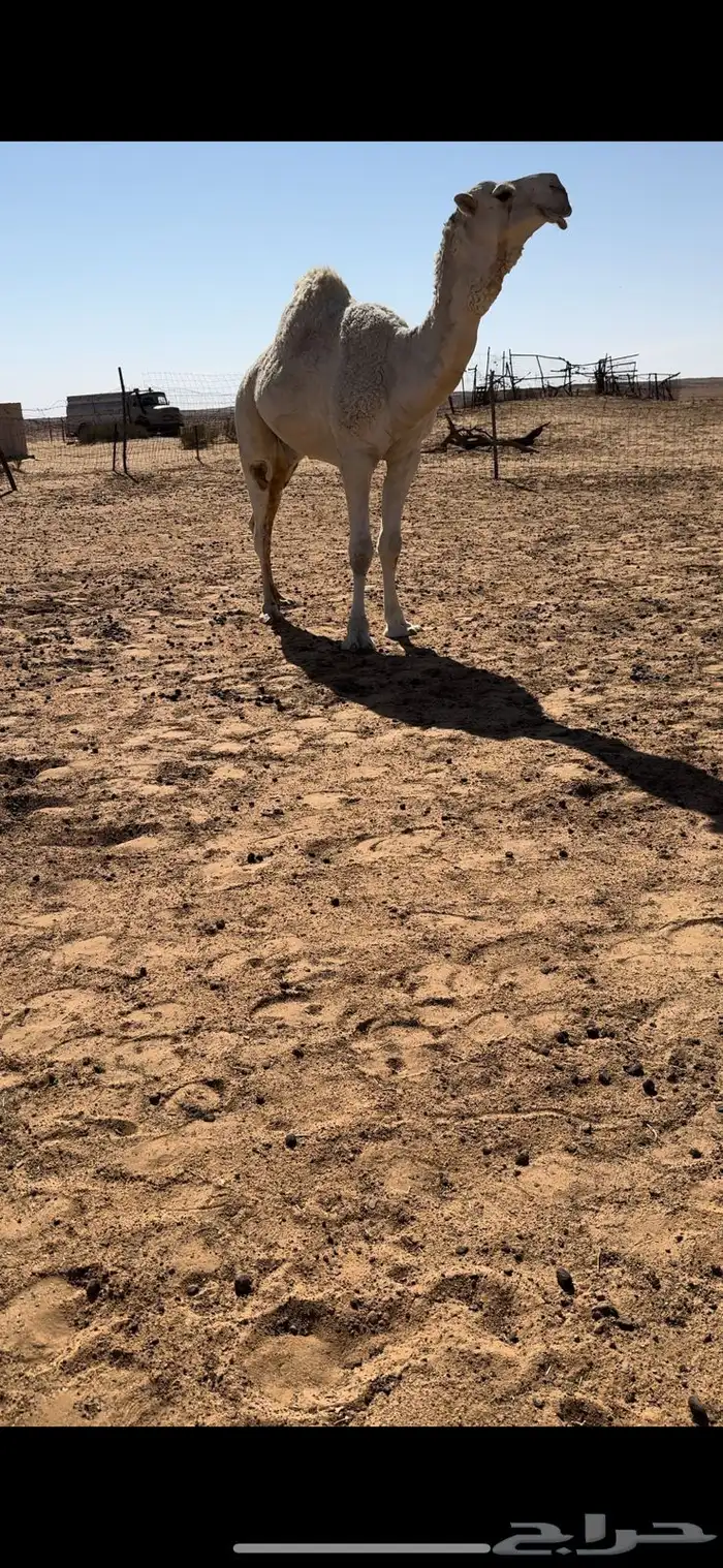 قعود كفو عظم و راس و رقبه طفاح 1