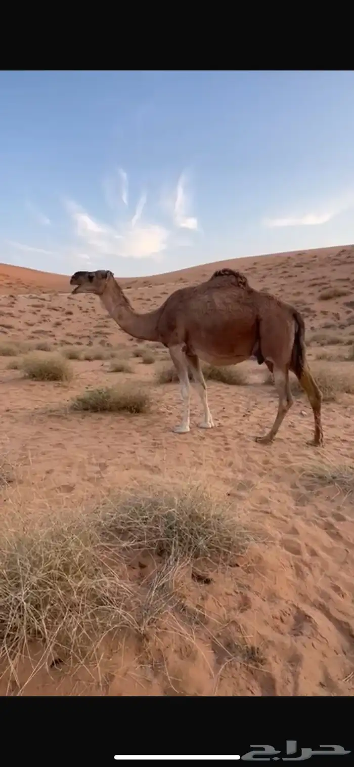 لحقه ملاقي 0