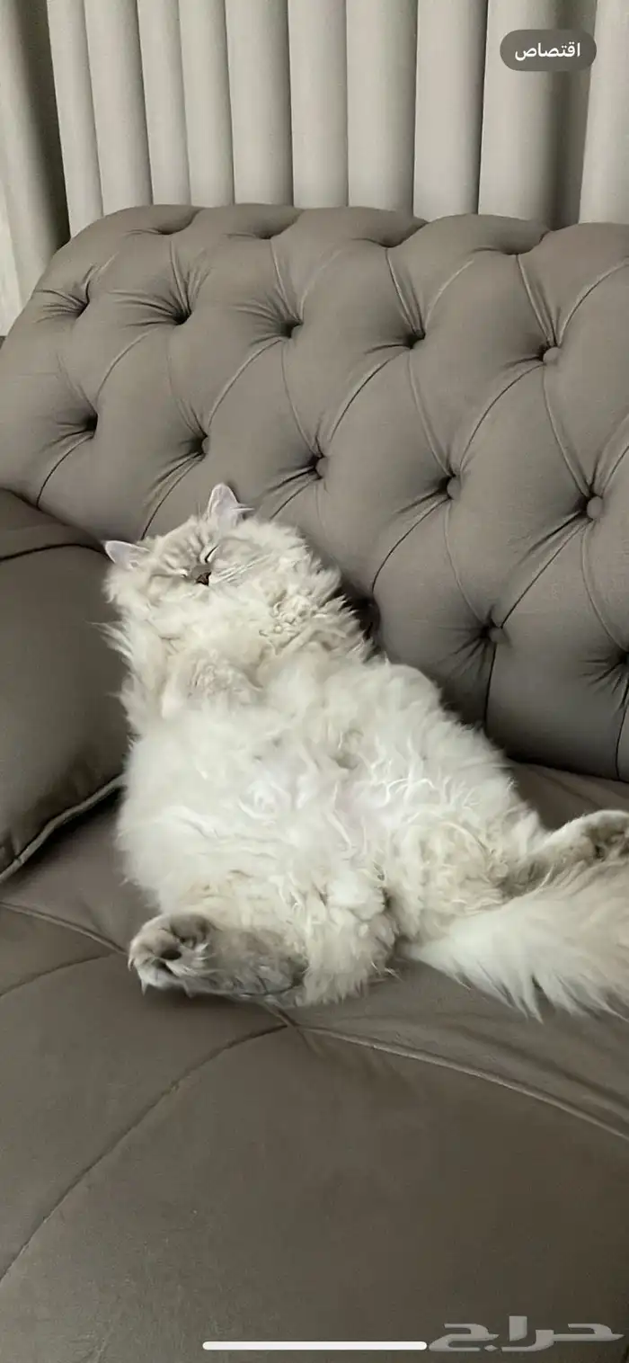 قطه للتبني 2