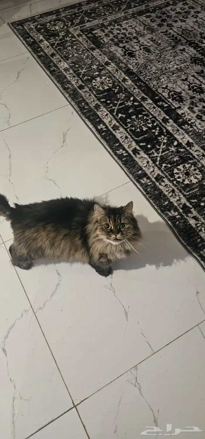 قطه للتبني 0