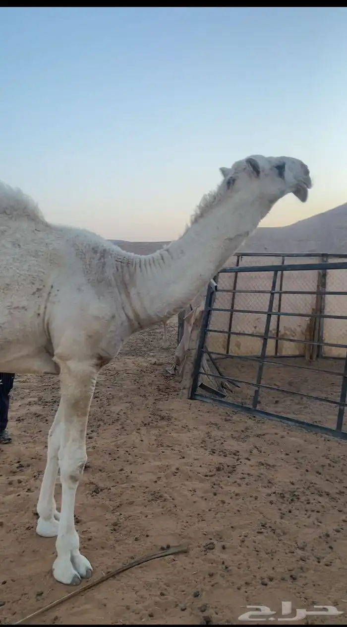 قعود حق معروف ابوه طيب 0