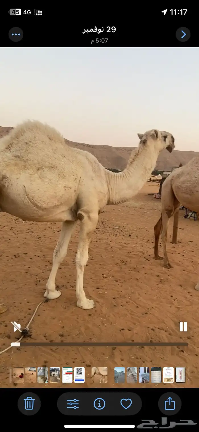 قعود حق معروف ابوه طيب 2