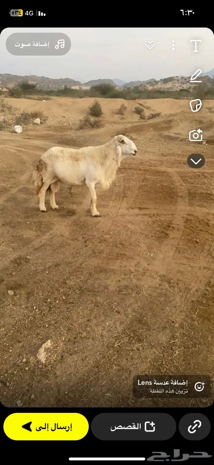 فحل كفو للبيع سنه جامع مشروط من كل عيب 0