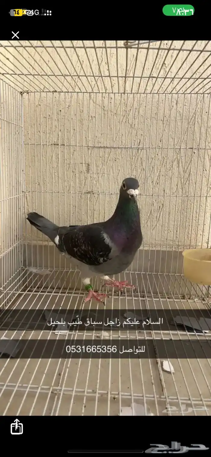 حمام زاجل سباق ذكر طيب بلحيل 0