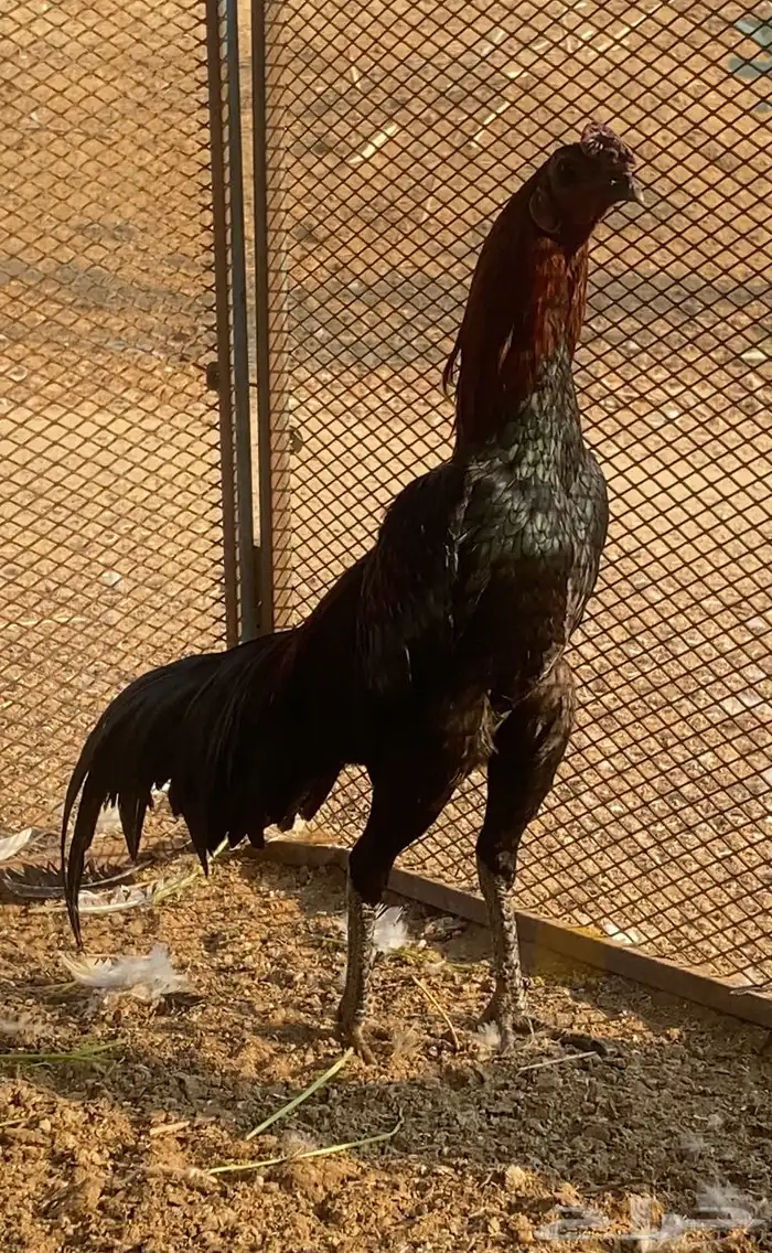 طقم دجاج تايلندي TOP مستوى عالي جدا ونادر 0