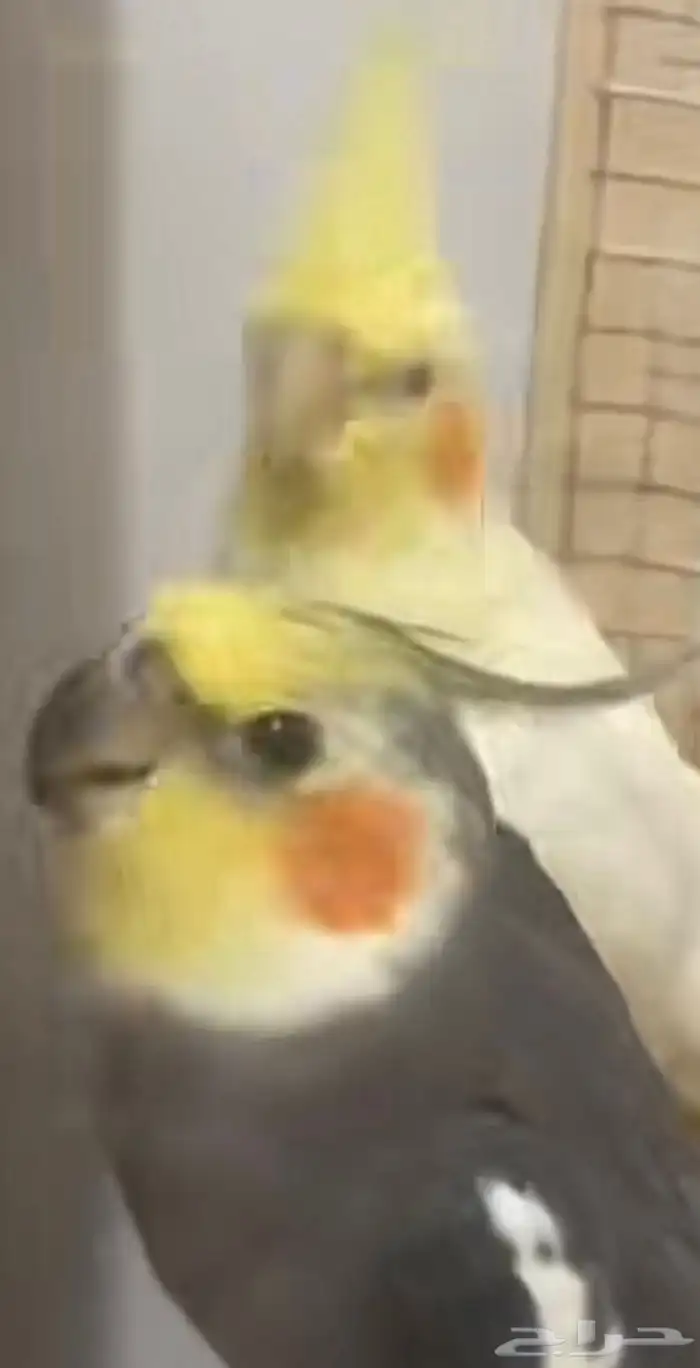 زوج كروان في سن تزواوج ماشاء الله الحين يجهز العش 1