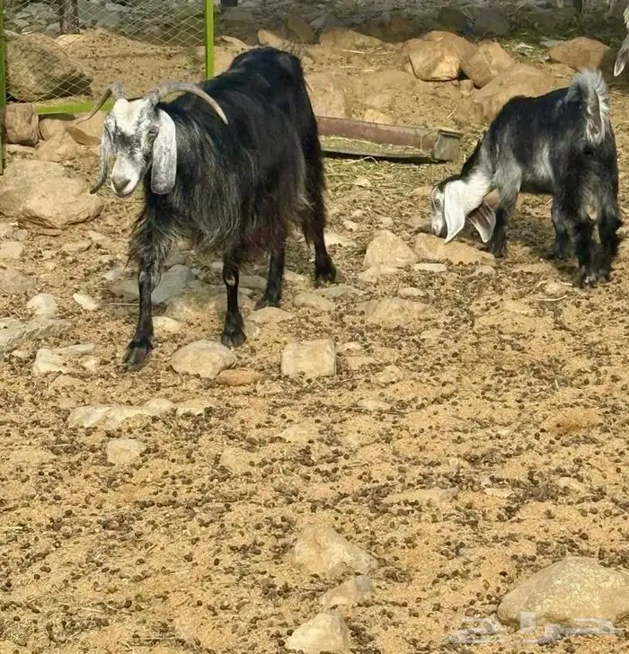 ماعز مقنوي مشروطه 9