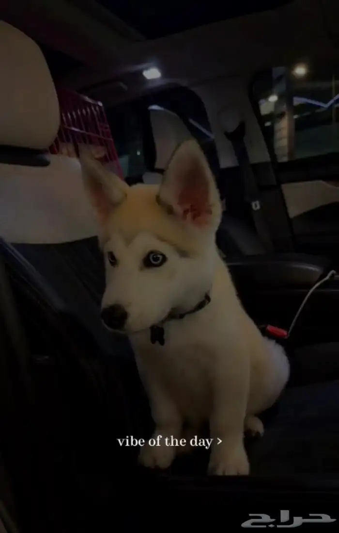 هاسكي ذكر وانثى 1