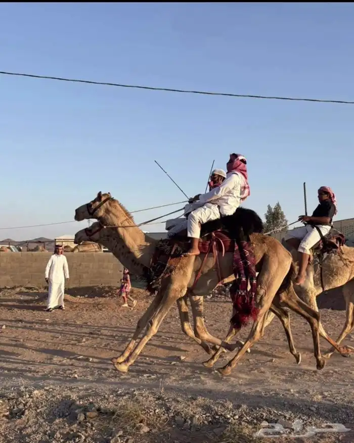جمل عماني ابوه شاهين بشير و امه الطويله بنت الهرش 3