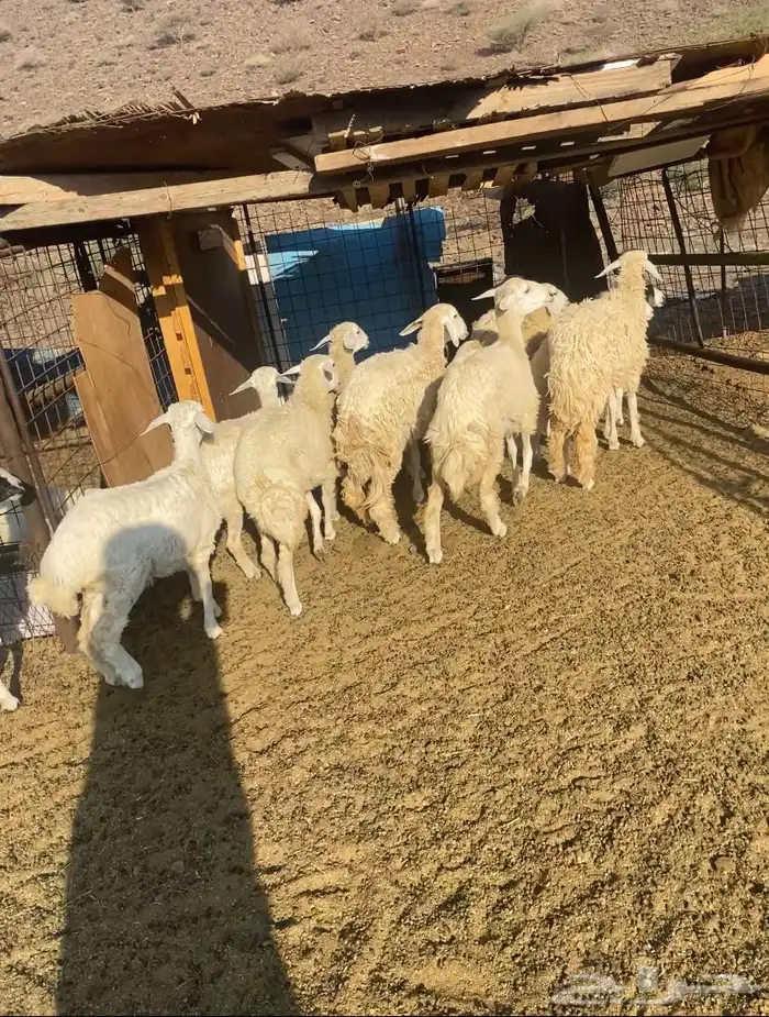 للبيع بهم تربيه 0