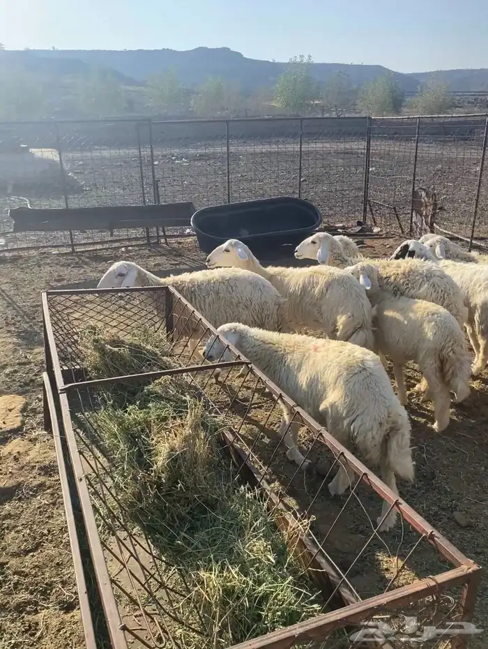 للبيع بهم تربيه 2