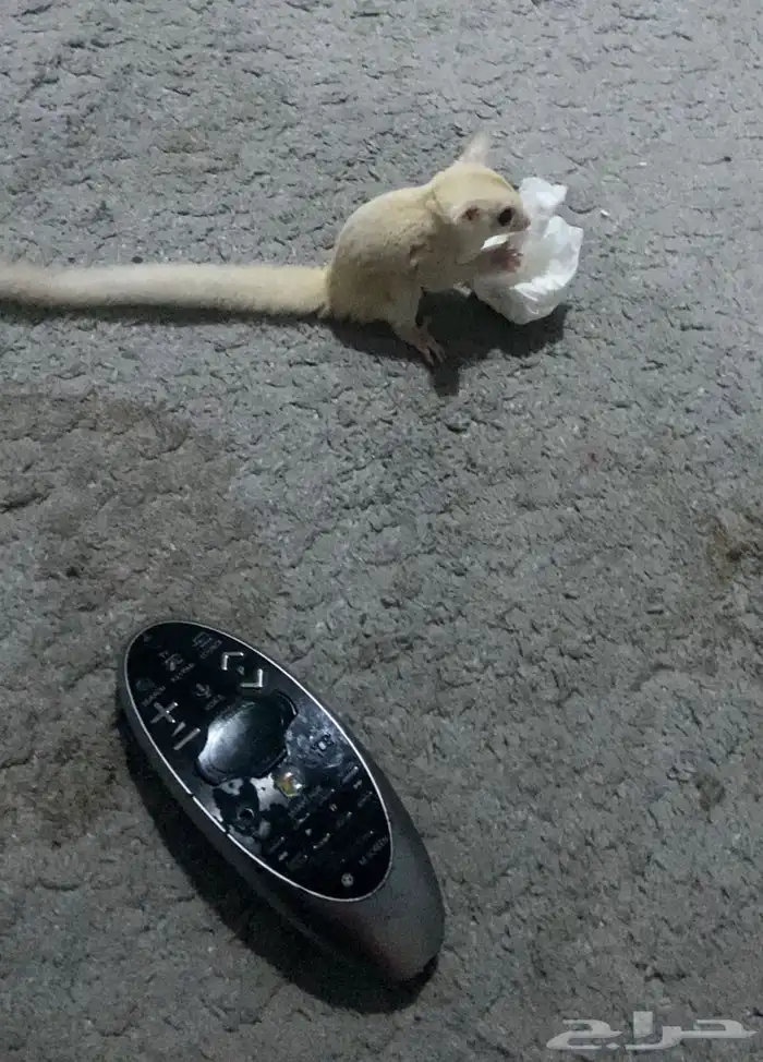 للبيع سناجب شوقر قلايدر كريمنيو انثى 0