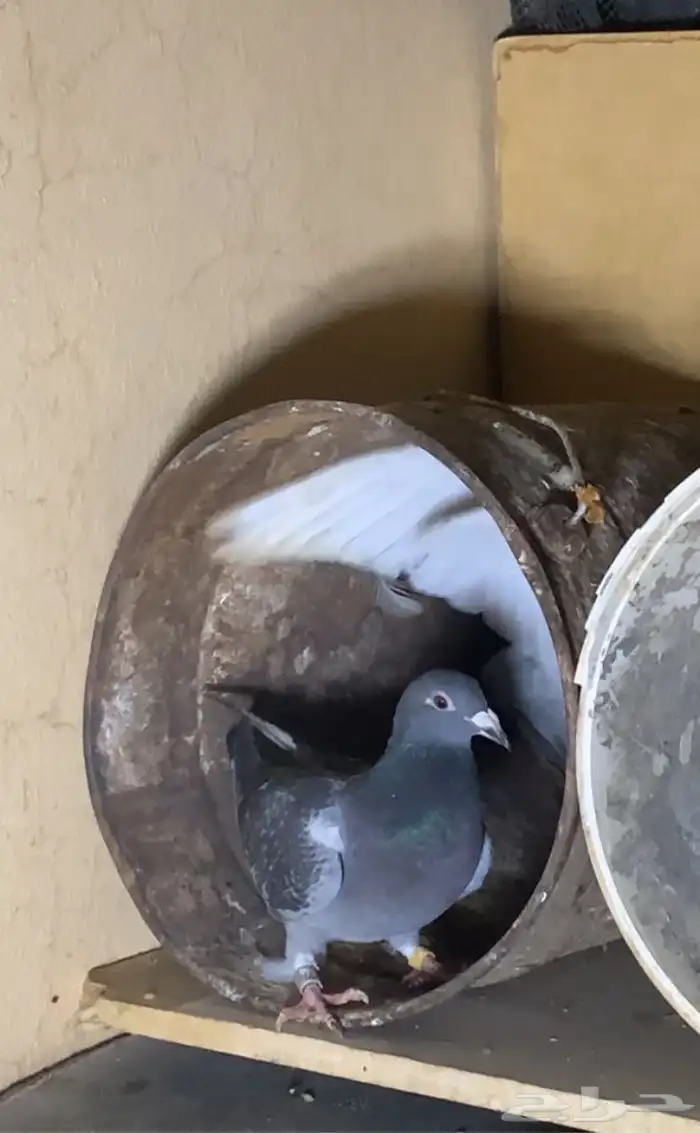 حمام للبيع 2