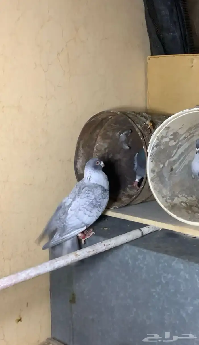 حمام للبيع 4