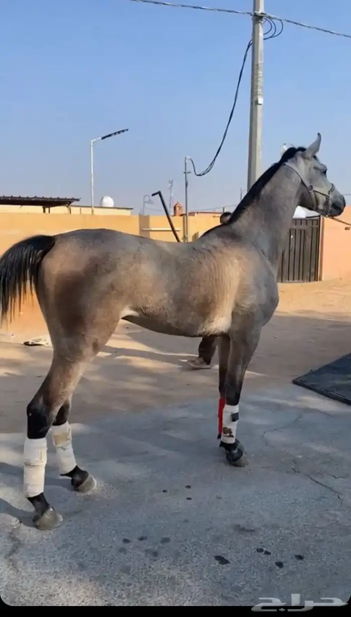 حصان شعبي كفوو 0