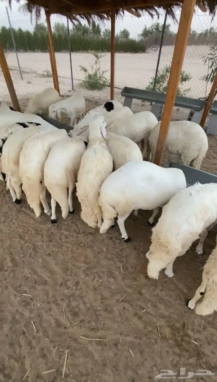 سواكن مرابي 6 شهور على شعير وذرة صفرا 1