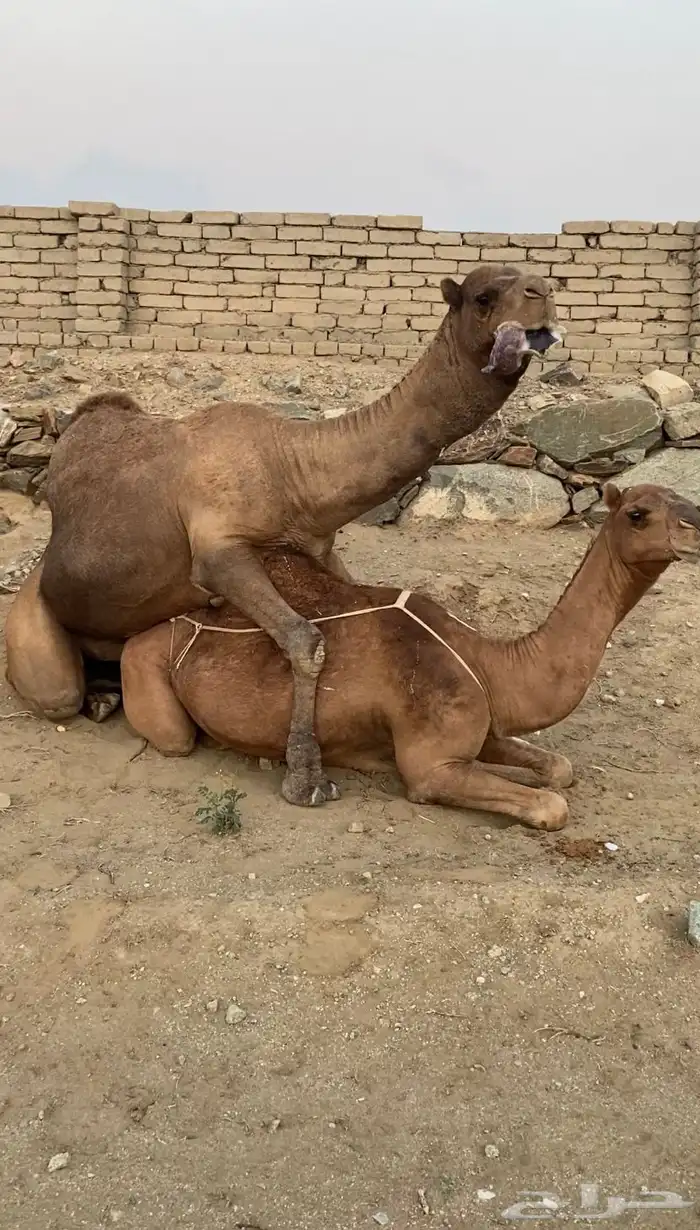 بعير ساحلي فحل 2