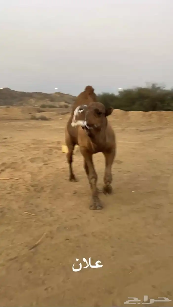 بعير ساحلي فحل 1