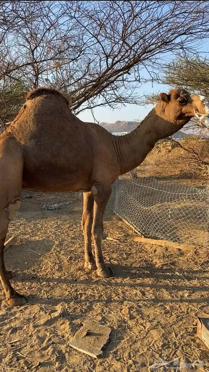بعير ساحلي فحل 6