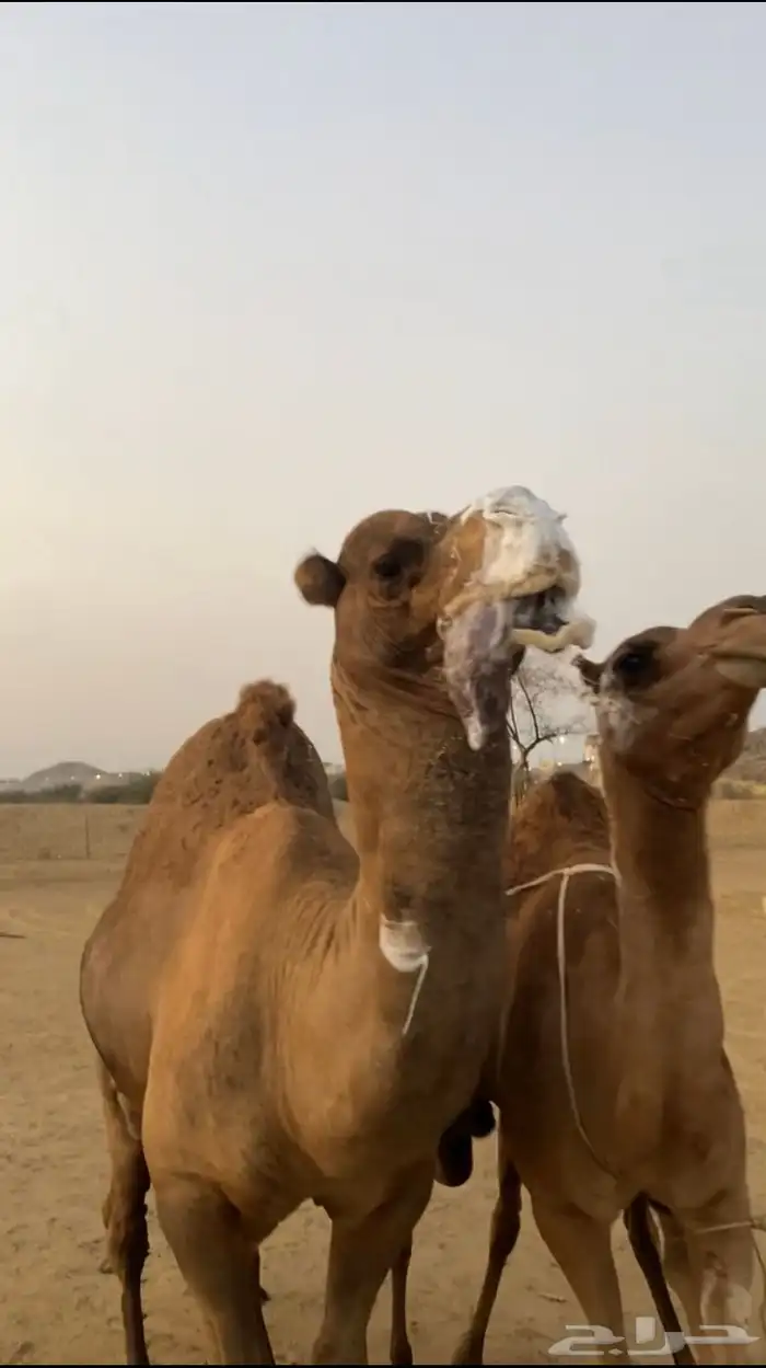 بعير ساحلي فحل 3