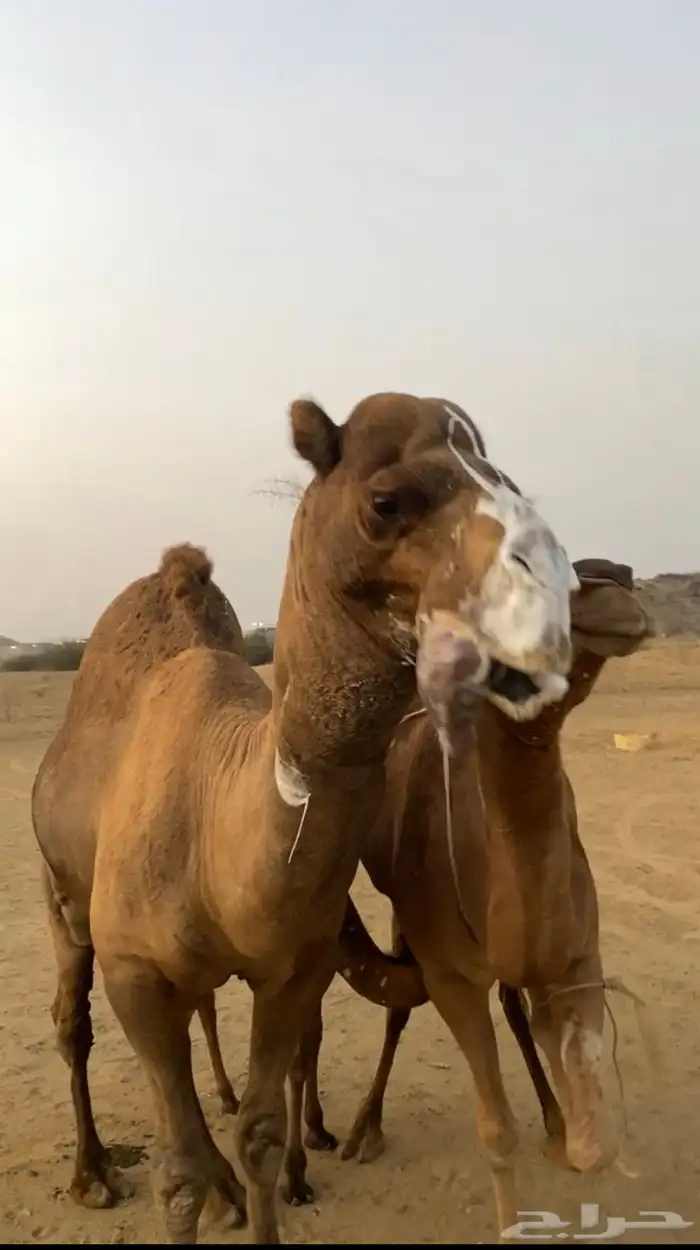 بعير ساحلي فحل 4