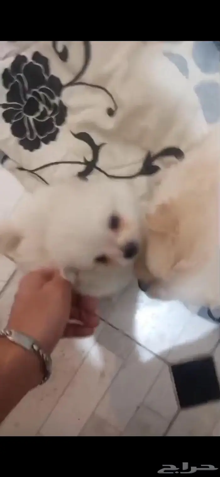 جراء كلاب برومينان تدي فيس 0