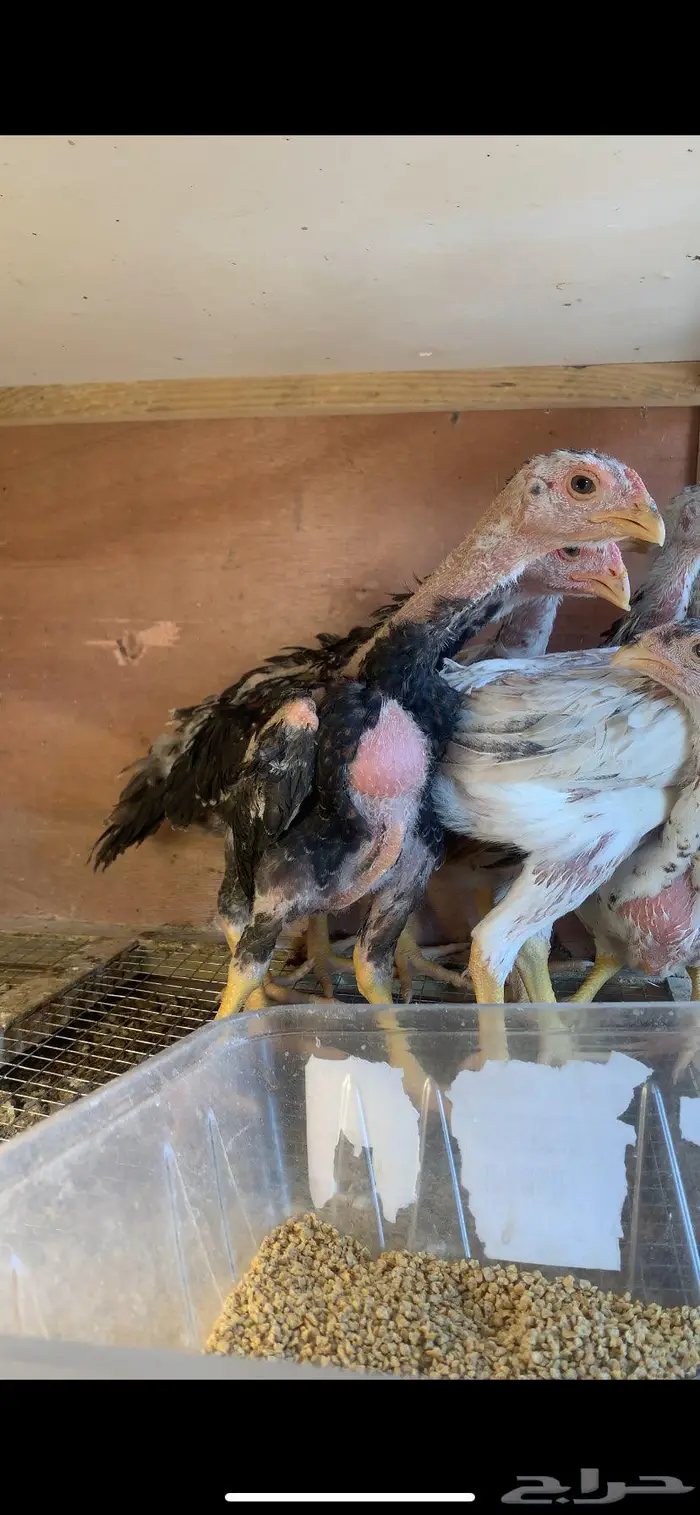 فروخ شامو يباني تووب 0