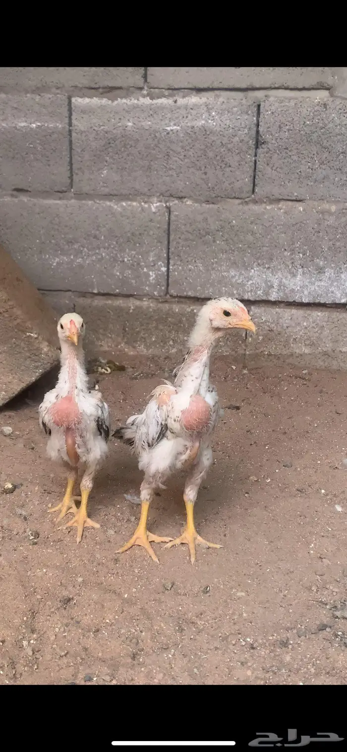 فروخ شامو يباني تووب 1