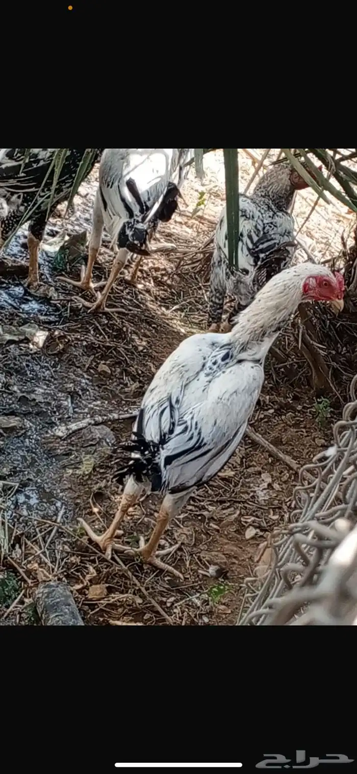 ديوك باكستاني 2