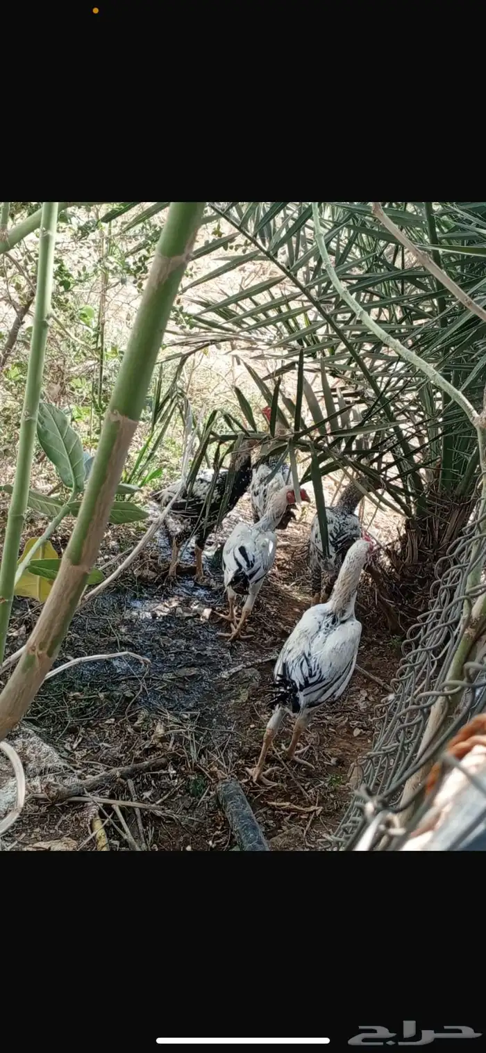 ديوك باكستاني 1