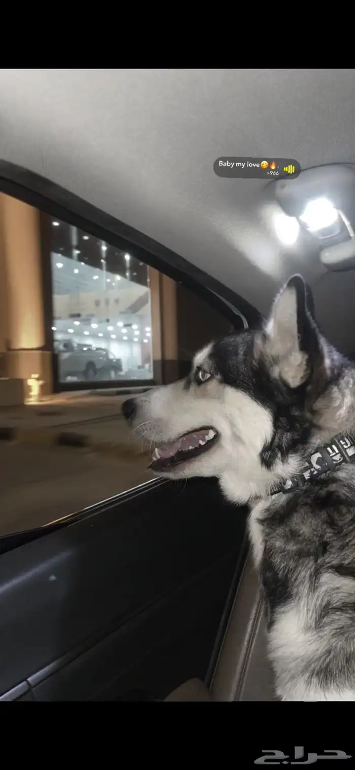 كلب هاسكي للتبني برسوم عمره سنه وهادي جدا ياكل دراي فود 1