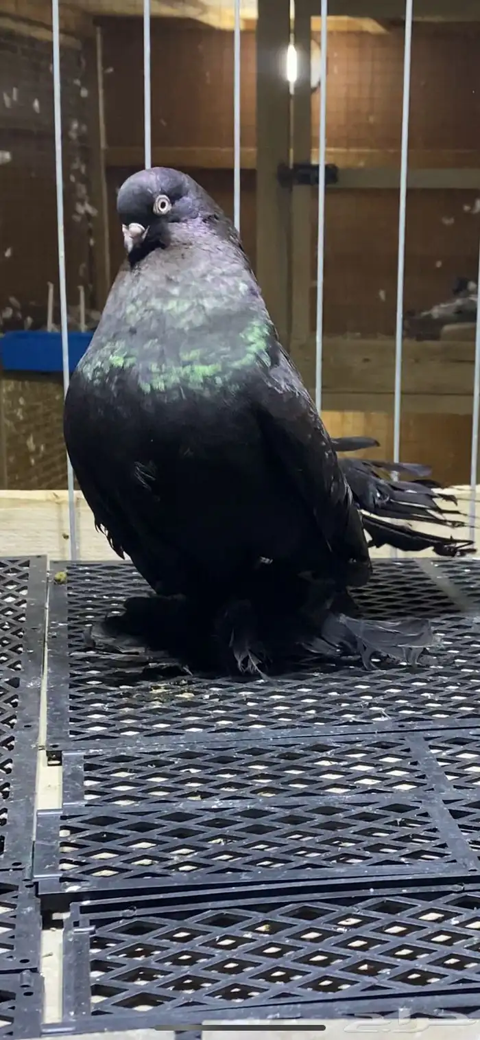 (( زوج رستوف اسود لمعه)) 3