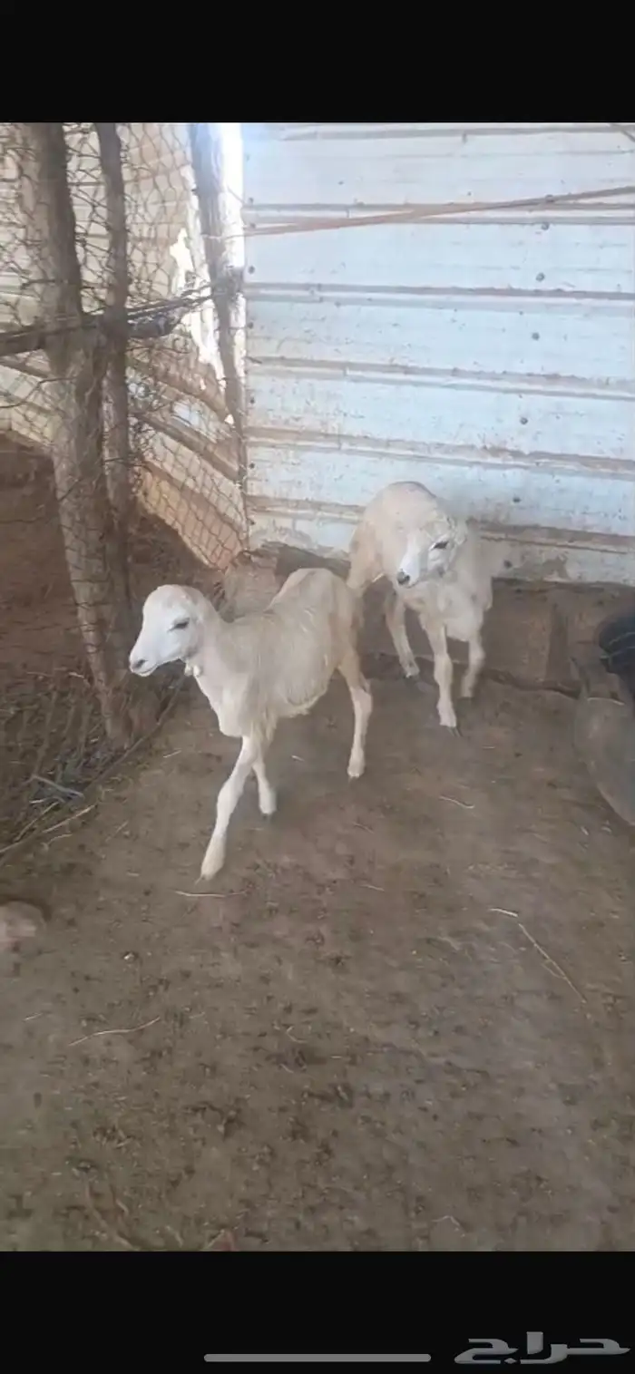 رخل مشروطة من جميع العيوب من الحلال 3