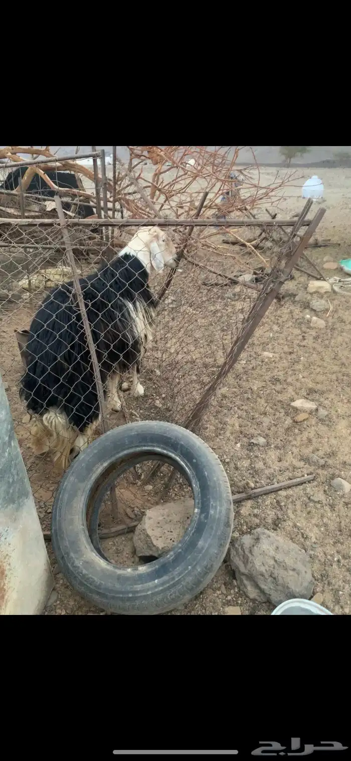 خروف نجدي للبيع 0
