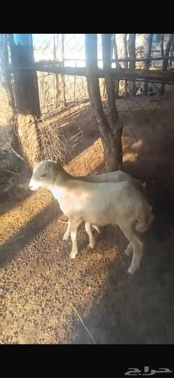 رخل مشروطة من جميع العيوب من الحلال 0