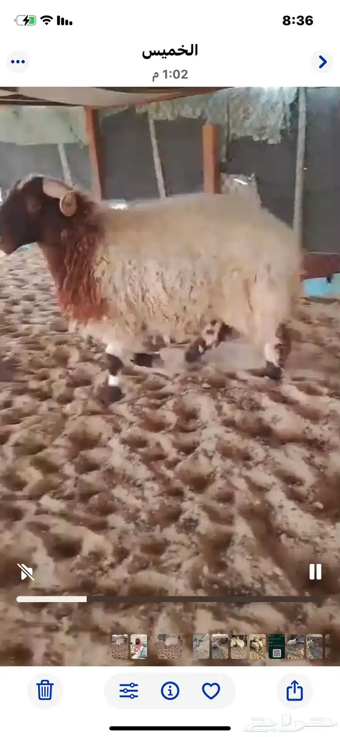 خروف جذع فل مغلق. 1