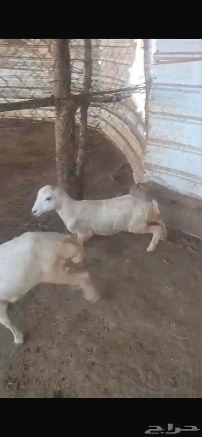 رخل مشروطة من جميع العيوب من الحلال 1